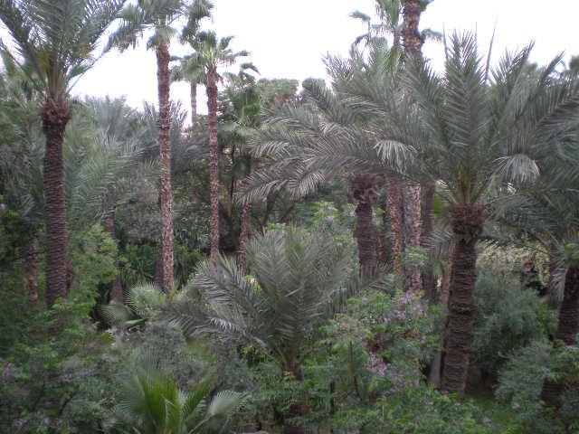 Appart Avec Vue Jardin/Majorelle Marrákes Kültér fotó